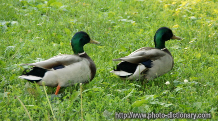 ducks - photo/picture definition - ducks word and phrase image