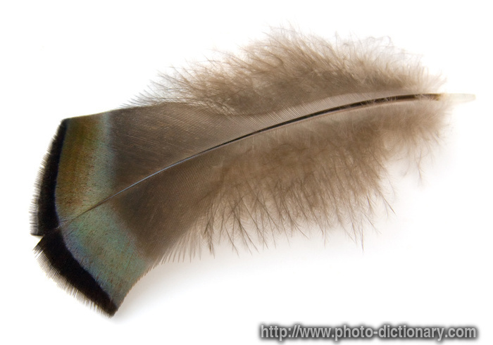 wild turkey feather - photo/picture definition - wild turkey feather word and phrase image