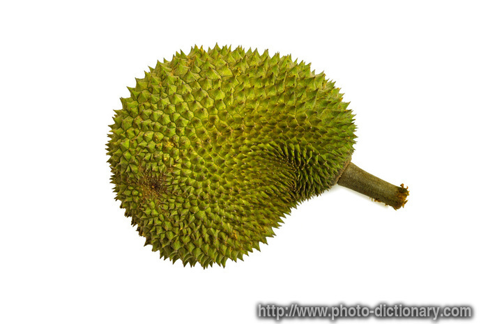 durian - photo/picture definition - durian word and phrase image