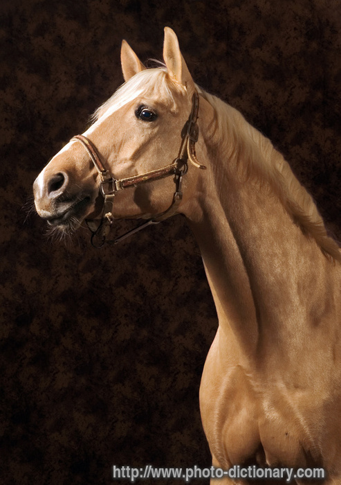 palomino horse - photo/picture definition - palomino horse word and phrase image
