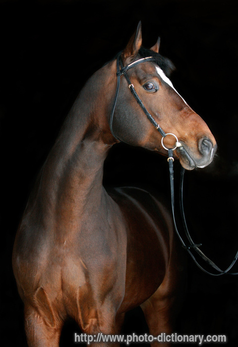bay horse - photo/picture definition - bay horse word and phrase image