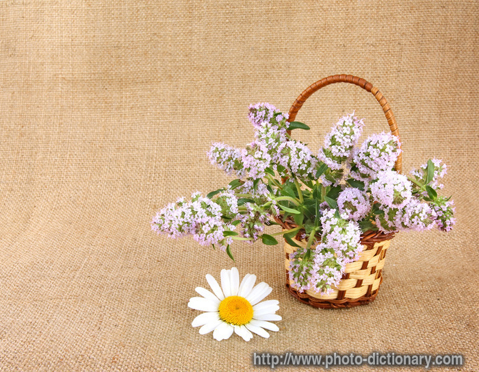 thyme bunch - photo/picture definition - thyme bunch word and phrase image