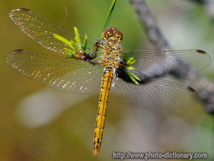 moustached darter - photo/picture definition - moustached darter word and phrase image