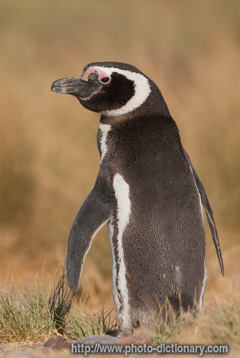 magellan penguin - photo/picture definition - magellan penguin word and phrase image