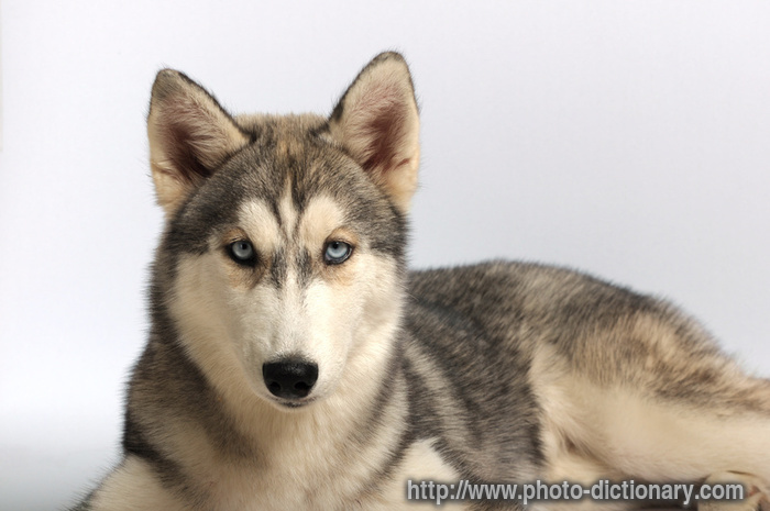 Siberian husky - photo/picture definition - Siberian husky word and phrase image