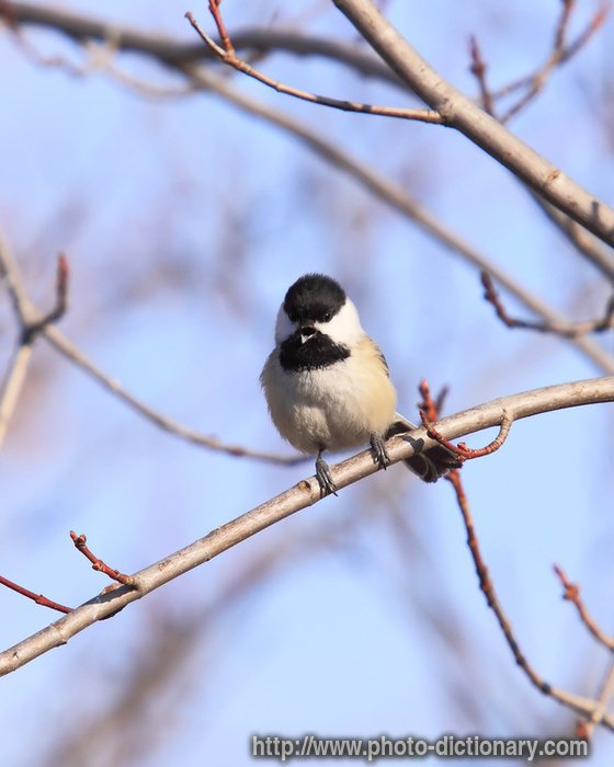 chickadee - photo/picture definition - chickadee word and phrase image