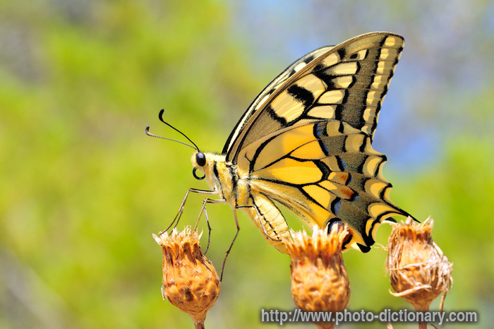 tiger swallowtail - photo/picture definition - tiger swallowtail word and phrase image