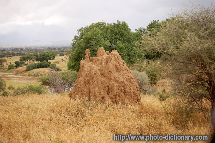 anthill - photo/picture definition - anthill word and phrase image