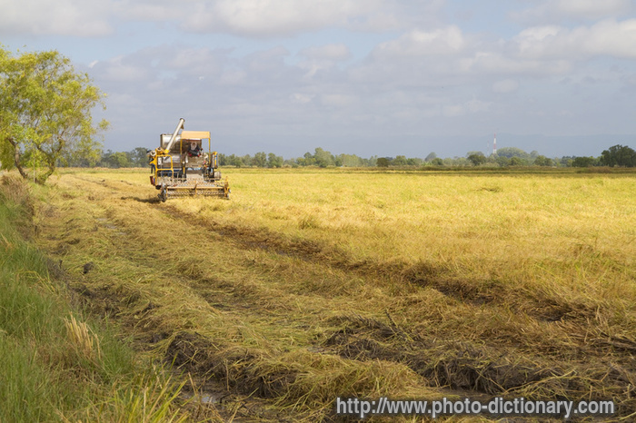 harvest in Thailand - photo/picture definition - harvest in Thailand word and phrase image