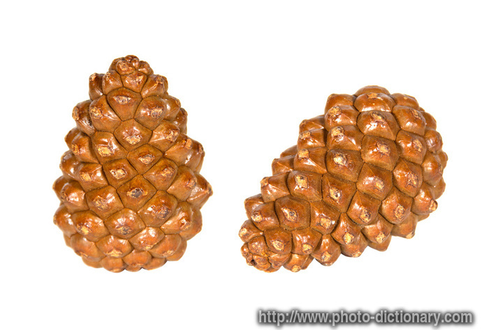 pine nuts - photo/picture definition - pine nuts word and phrase image