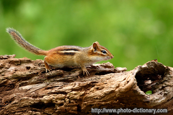chipmunk - photo/picture definition - chipmunk word and phrase image