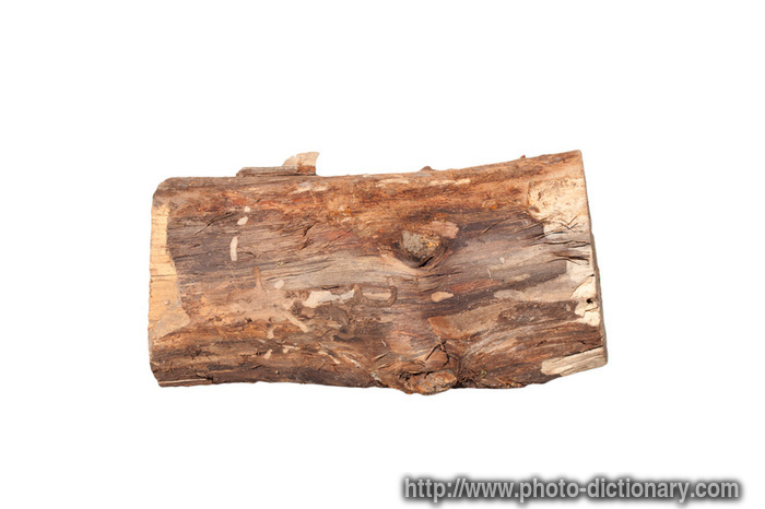 birch log - photo/picture definition - birch log word and phrase image