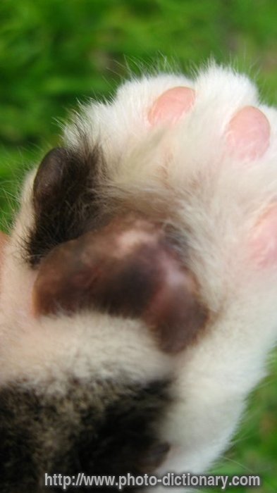 paws of cat - photo/picture definition - paws of cat word and phrase image