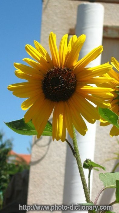 sun-flower - photo/picture definition - sun-flower word and phrase image