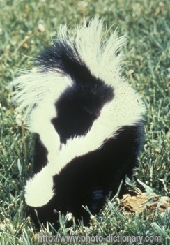 Skunk - photo/picture definition - Skunk word and phrase image