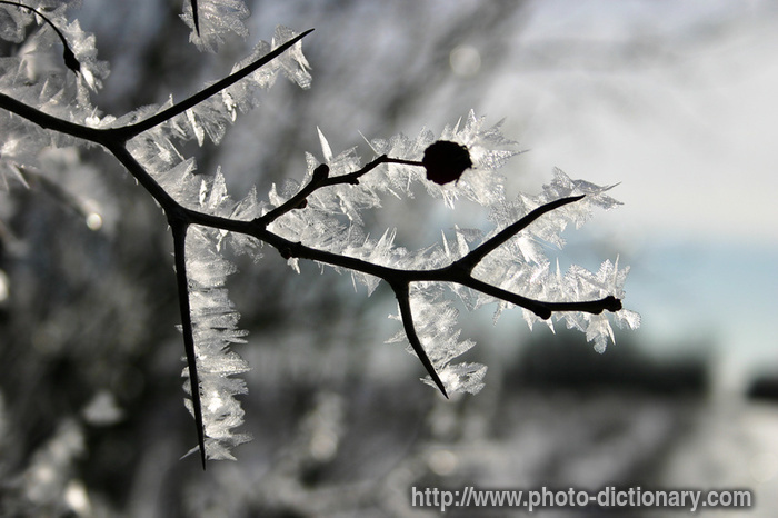 frost - photo/picture definition - frost word and phrase image