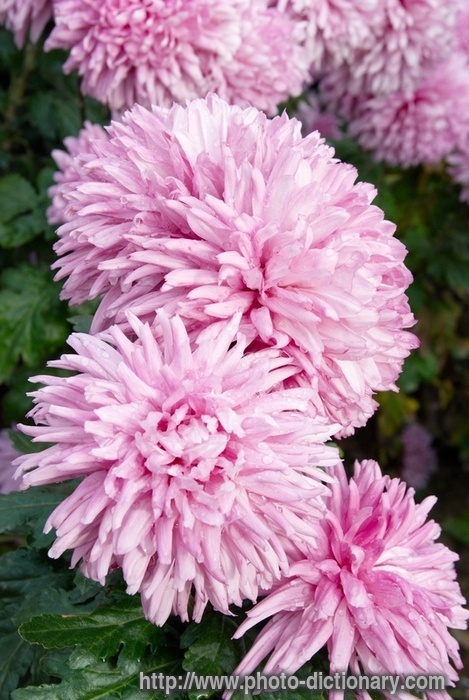 pics of chrysanthemums
