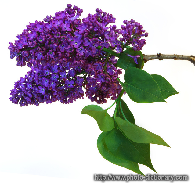 lilac - photo/picture definition - lilac word and phrase image