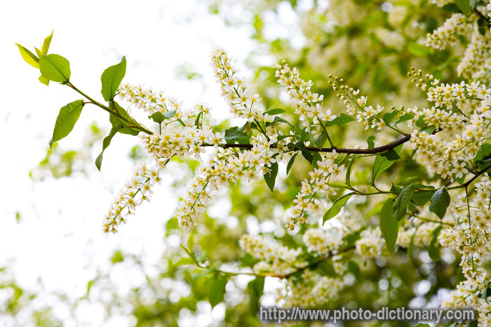 cherry blossom - photo/picture definition - cherry blossom word and phrase image