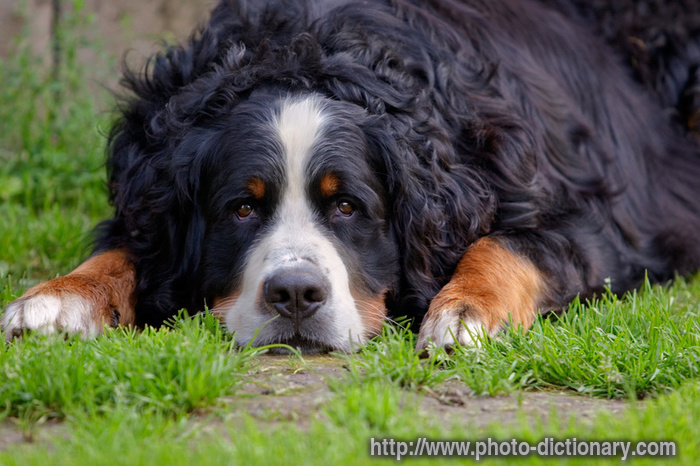 bernese mountain dog - photo/picture definition - bernese mountain dog word and phrase image