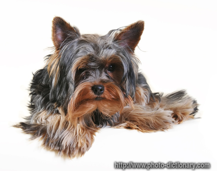 yorkshire terrier - photo/picture definition - yorkshire terrier word and phrase image