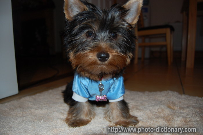 yorkshire terrier - photo/picture definition - yorkshire terrier word and phrase image