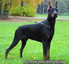 doberman - photo/picture definition - doberman word and phrase image