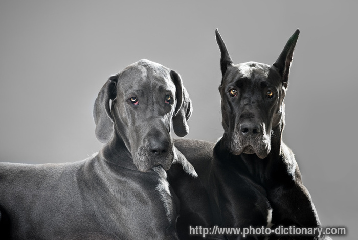 great dane - photo/picture definition - great dane word and phrase image