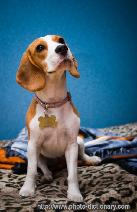 beagle - photo/picture definition - beagle word and phrase image