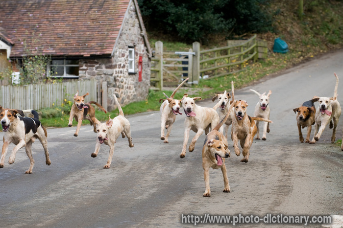 foxhounds - photo/picture definition - foxhounds word and phrase image