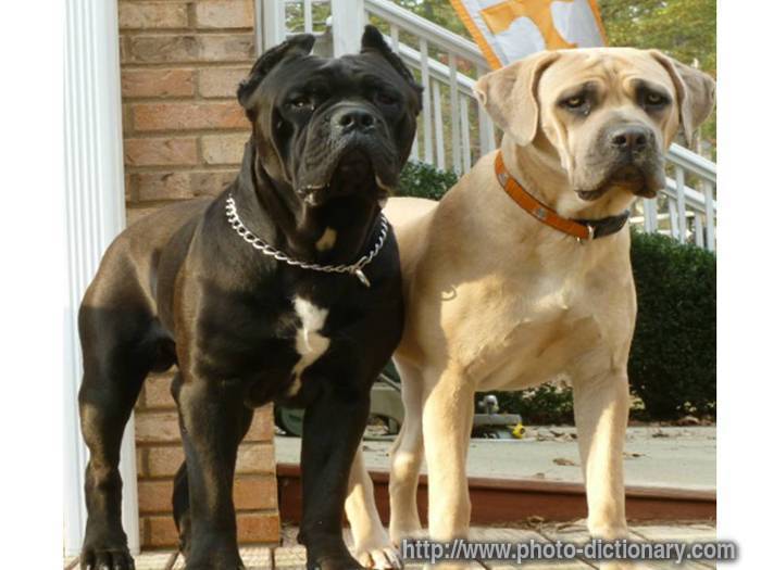 cane corso dog - photo/picture definition - cane corso dog word and phrase image