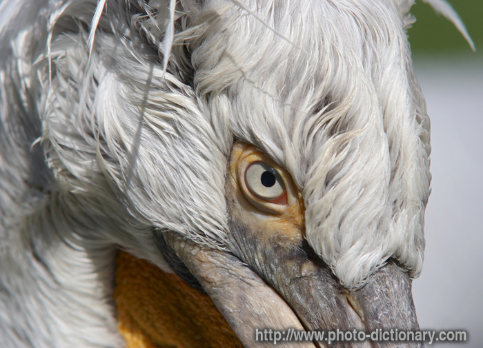 dalmatian pelican - photo/picture definition - dalmatian pelican word and phrase image