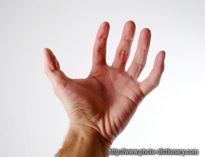 hand - photo/picture definition - hand word and phrase image