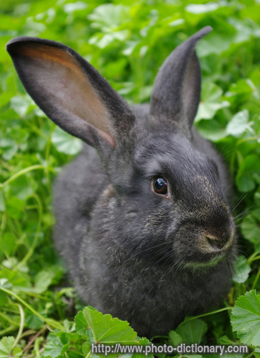 rabbit - photo/picture definition - rabbit word and phrase image