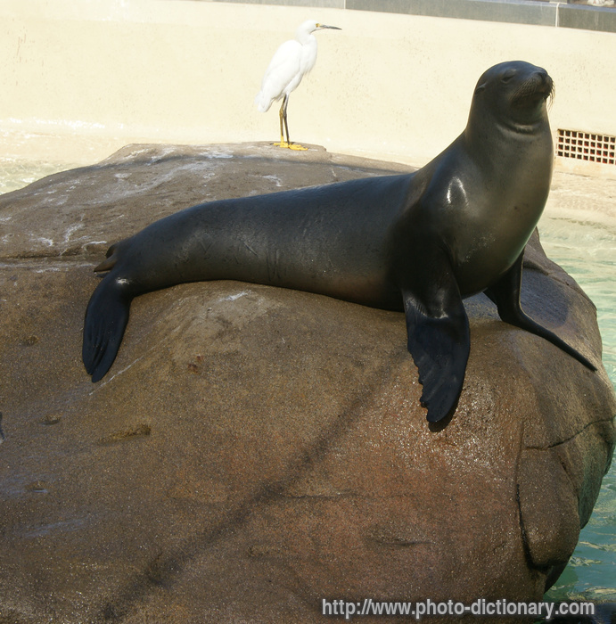 sea lion - photo/picture definition - sea lion word and phrase image