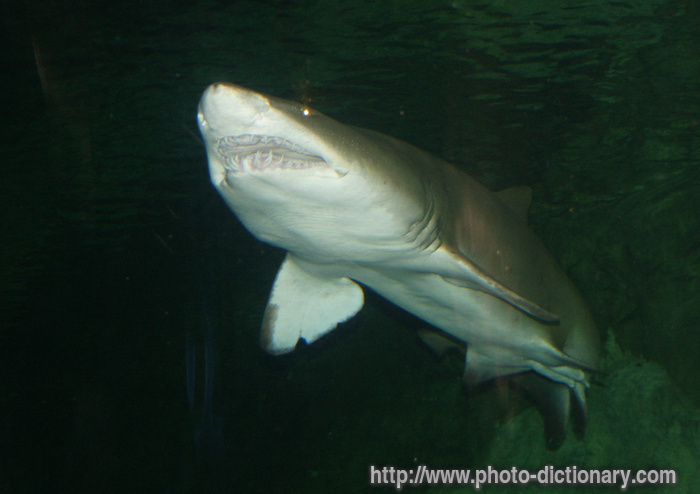 shark - photo/picture definition - shark word and phrase image