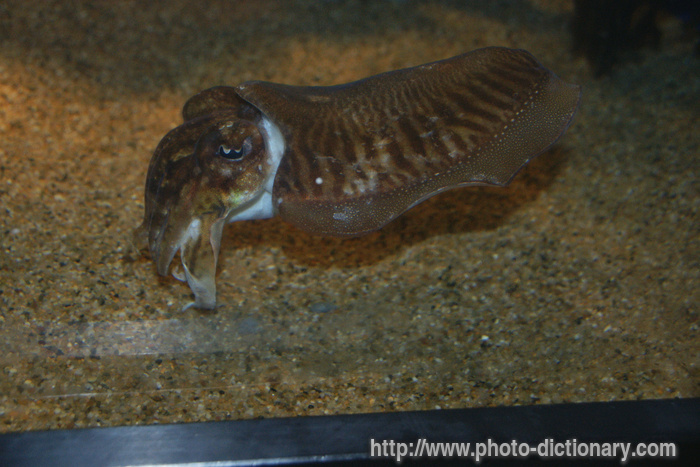 cuttlefish - photo/picture definition - cuttlefish word and phrase image