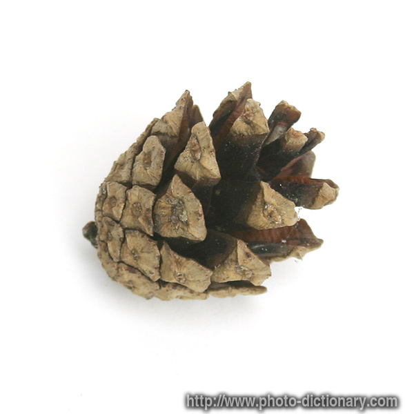 pine cone - photo/picture definition - pine cone word and phrase image