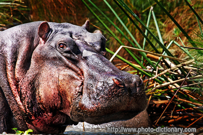 hippopotamus - photo/picture definition - hippopotamus word and phrase image