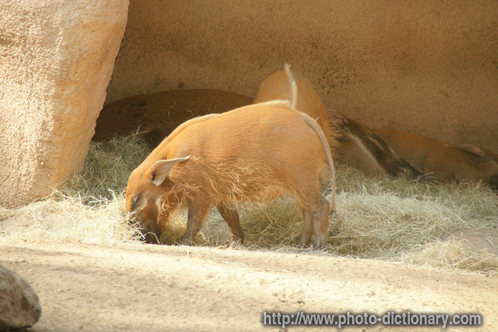 hog - photo/picture definition - hog word and phrase image