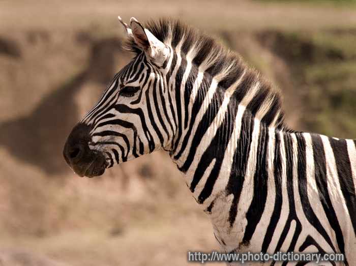 zebra photo picture definition zebra word and phrase image