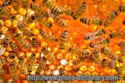 beehive - photo/picture definition - beehive word and phrase image