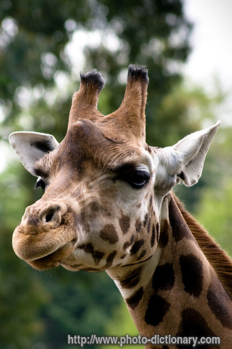 giraffe - photo/picture definition - giraffe word and phrase image