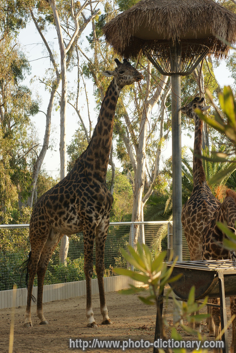 giraffe - photo/picture definition - giraffe word and phrase image