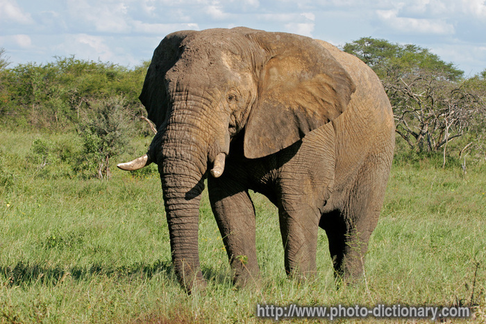 elephant - photo/picture definition - elephant word and phrase image