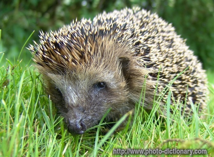 hedgehog - photo/picture definition - hedgehog word and phrase image