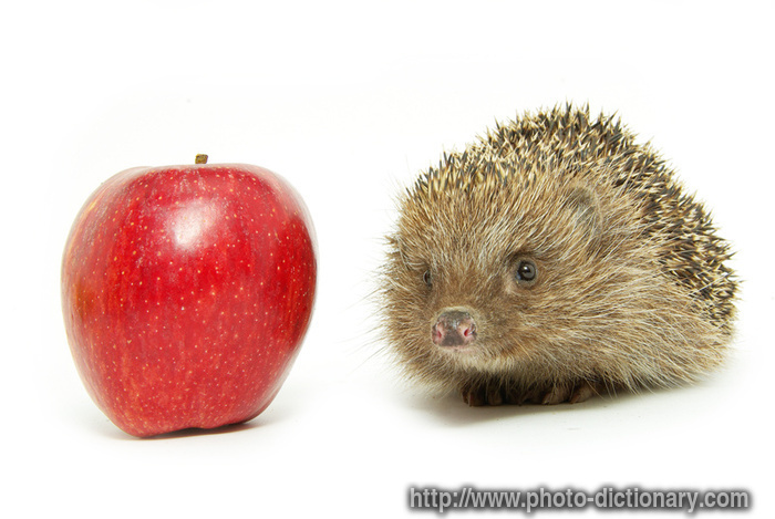 hedgehog - photo/picture definition - hedgehog word and phrase image