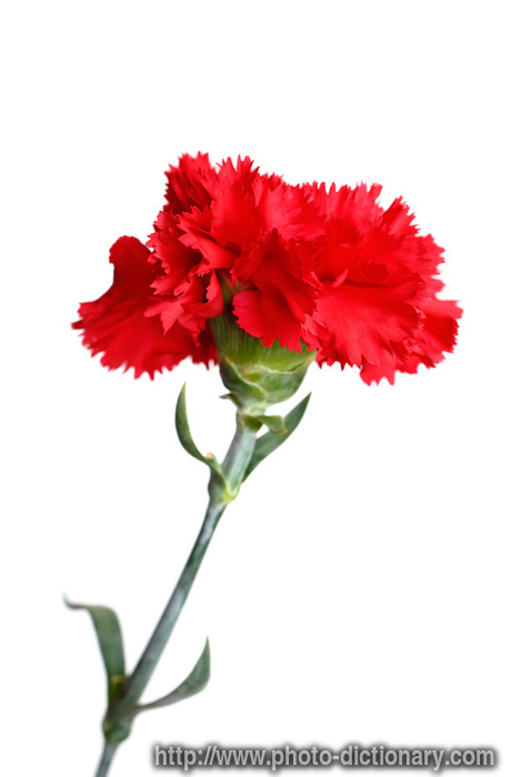 carnation - photo/picture definition - carnation word and phrase image
