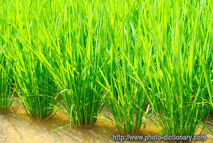 paddy field - photo/picture definition - paddy field word and phrase image