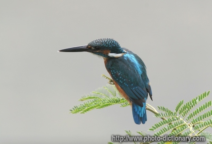 kingfisher - photo/picture definition - kingfisher word and phrase image